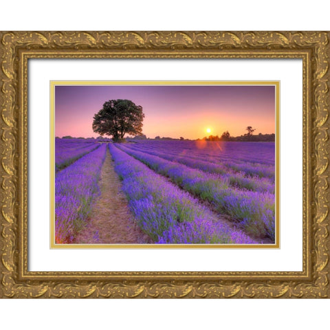 Lavender field at sunset Gold Ornate Wood Framed Art Print with Double Matting by Frank, Assaf