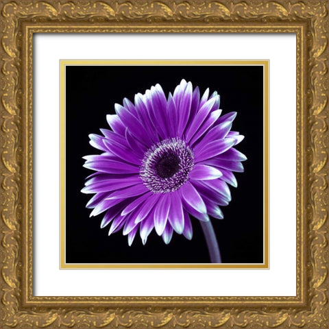 AF20120911 Gerbera 036C21 Gold Ornate Wood Framed Art Print with Double Matting by Frank, Assaf