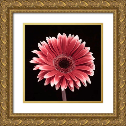 AF20120911 Gerbera 015C23 Gold Ornate Wood Framed Art Print with Double Matting by Frank, Assaf