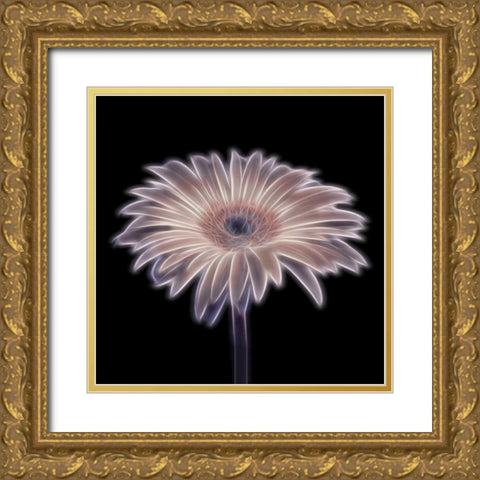 FTBR 1657 Gerbera Gold Ornate Wood Framed Art Print with Double Matting by Frank, Assaf