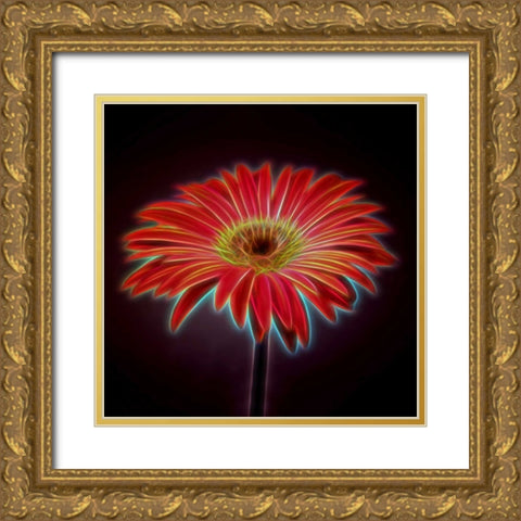AF20110820 Gerbera 023C03PP Gold Ornate Wood Framed Art Print with Double Matting by Frank, Assaf