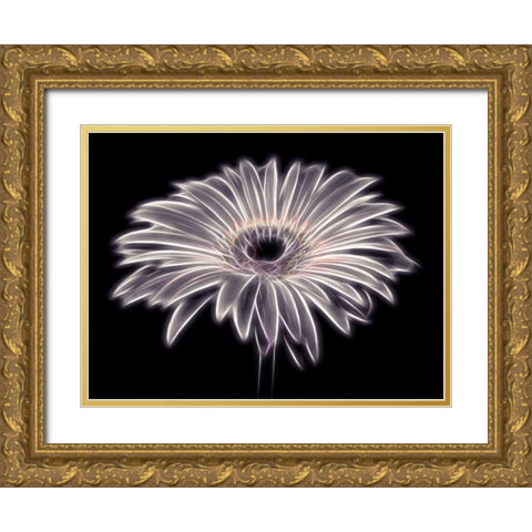AF20110820 Gerbera 021PTGBF2C01 Gold Ornate Wood Framed Art Print with Double Matting by Frank, Assaf