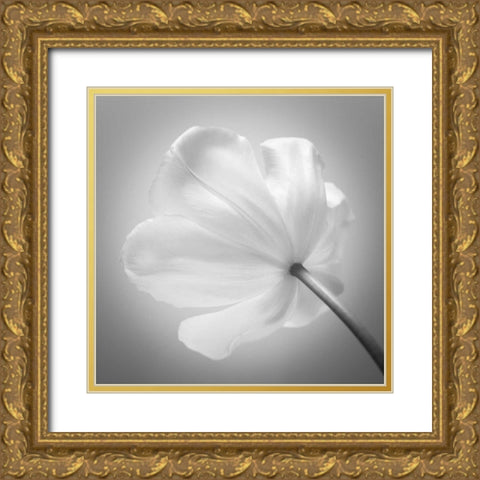 Tulip flower, close-up Gold Ornate Wood Framed Art Print with Double Matting by Frank, Assaf