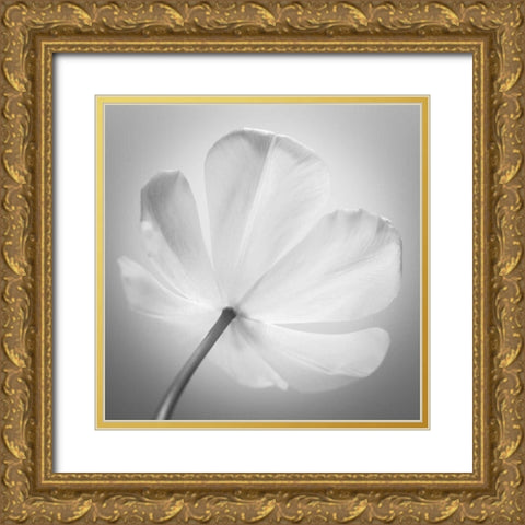 Tulip flower, close-up Gold Ornate Wood Framed Art Print with Double Matting by Frank, Assaf