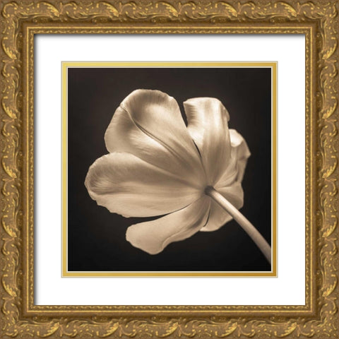 Tulip flower, close-up Gold Ornate Wood Framed Art Print with Double Matting by Frank, Assaf