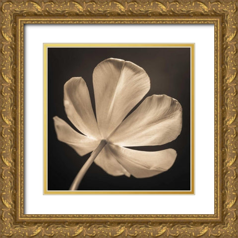 Tulip flower, close-up Gold Ornate Wood Framed Art Print with Double Matting by Frank, Assaf