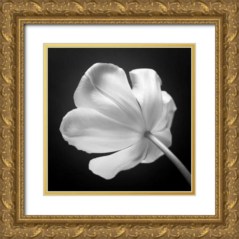 Tulip flower, close-up, AF20120427-562 Gold Ornate Wood Framed Art Print with Double Matting by Frank, Assaf