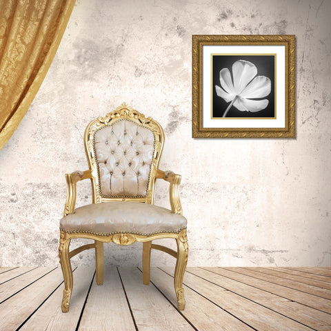 Tulip flower, close-up, AF20120427-600 Gold Ornate Wood Framed Art Print with Double Matting by Frank, Assaf