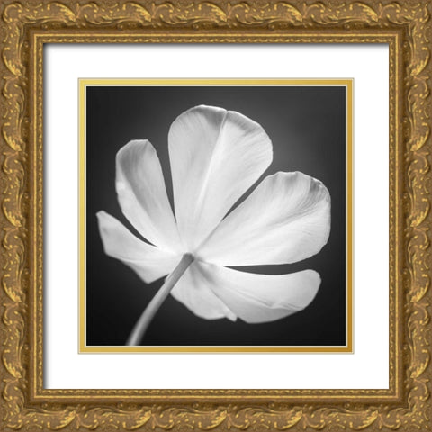 Tulip flower, close-up, AF20120427-600 Gold Ornate Wood Framed Art Print with Double Matting by Frank, Assaf