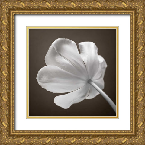 Tulip flower, close-up Gold Ornate Wood Framed Art Print with Double Matting by Frank, Assaf