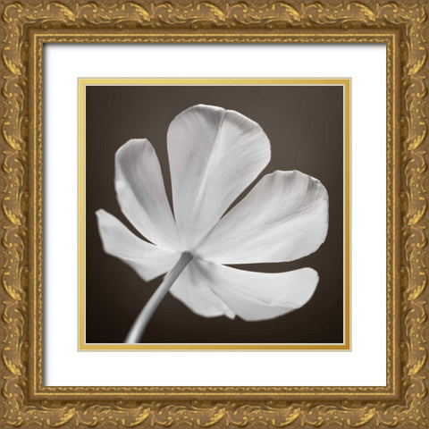 Tulip flower, close-up Gold Ornate Wood Framed Art Print with Double Matting by Frank, Assaf