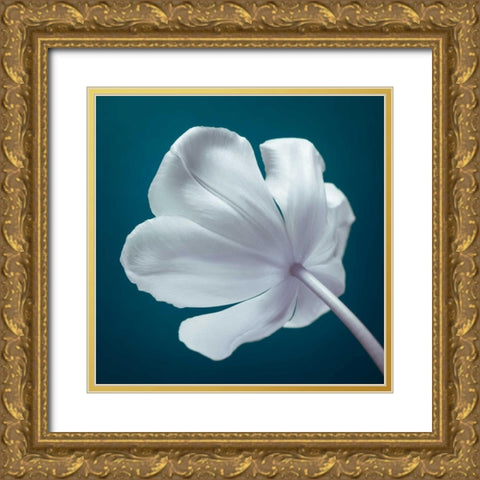 Tulip flower, close-up Gold Ornate Wood Framed Art Print with Double Matting by Frank, Assaf