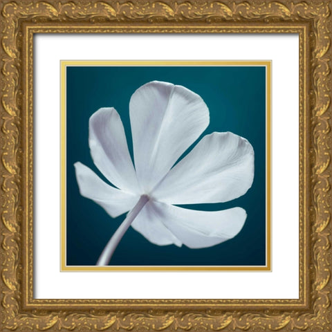 Tulip flower, close-up Gold Ornate Wood Framed Art Print with Double Matting by Frank, Assaf
