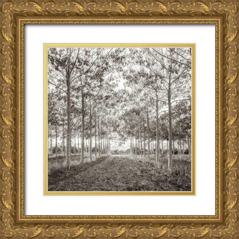 Pathway through trees in forest, AF20151226-078C01 Gold Ornate Wood Framed Art Print with Double Matting by Frank, Assaf