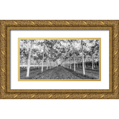 Pathway through trees in forest Gold Ornate Wood Framed Art Print with Double Matting by Frank, Assaf