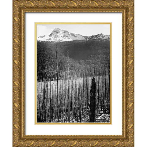 Burned Area, Glacier National Park, Montana - National Parks and Monuments, 1941 Gold Ornate Wood Framed Art Print with Double Matting by Adams, Ansel