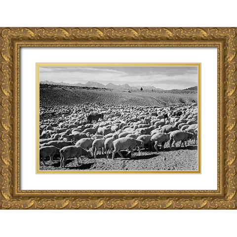Flock in Owens Valley - National Parks and Monuments, 1941 Gold Ornate Wood Framed Art Print with Double Matting by Adams, Ansel