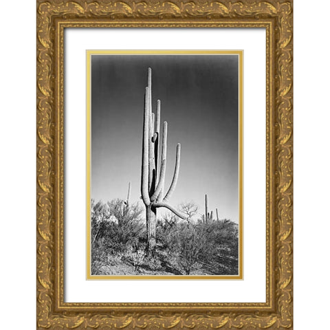 Full view of cactus and surrounding shrubs, In Saguaro National Monument, Arizona, ca. 1941-1942 Gold Ornate Wood Framed Art Print with Double Matting by Adams, Ansel