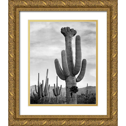 Full view of cactus with others surrounding, Saguaros, Saguaro National Monument, Arizona, ca. 1941- Gold Ornate Wood Framed Art Print with Double Matting by Adams, Ansel