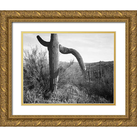 Cactus at left and surroundings, Saguaro National Monument, Arizona, ca. 1941-1942 Gold Ornate Wood Framed Art Print with Double Matting by Adams, Ansel