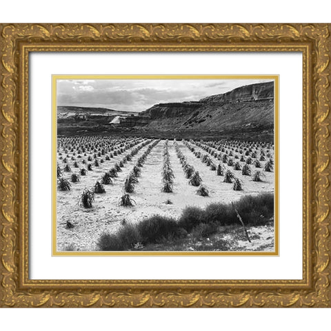 Looking across rows of corn, cliff in background, Corn Field, Indian Farm near Tuba City, Arizona, i Gold Ornate Wood Framed Art Print with Double Matting by Adams, Ansel