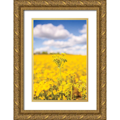Field of Yellow III Gold Ornate Wood Framed Art Print with Double Matting by Quillen, Donnie