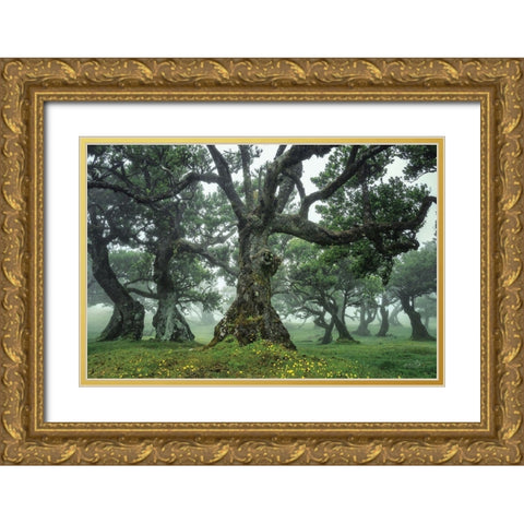 Enchanted Forest I Gold Ornate Wood Framed Art Print with Double Matting by Podt, Martin