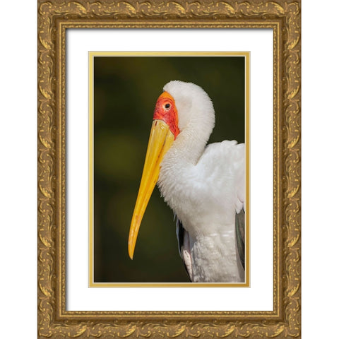 Yellow-billed stork-Masai Mara-Kenya-Africa Gold Ornate Wood Framed Art Print with Double Matting by Jones, Adam