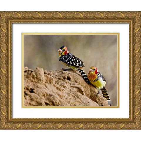 Kenya Red-and-yellow barbet birds on dirt Gold Ornate Wood Framed Art Print with Double Matting by Williams, Joanne