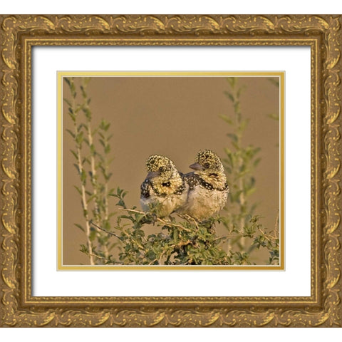 Kenya Red-yellow barbets perched on tree limb Gold Ornate Wood Framed Art Print with Double Matting by Williams, Joanne
