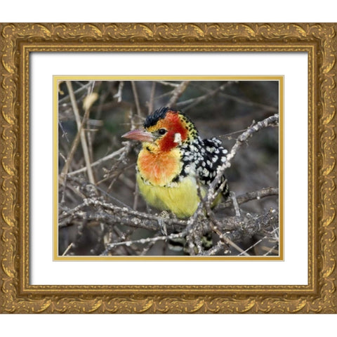 Kenya Red and yellow barbet perched on tree limb Gold Ornate Wood Framed Art Print with Double Matting by Williams, Joanne