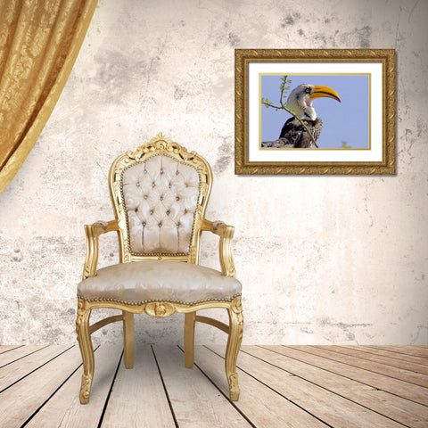 Kenya Profile of yellow-billed hornbill bird Gold Ornate Wood Framed Art Print with Double Matting by Williams, Joanne