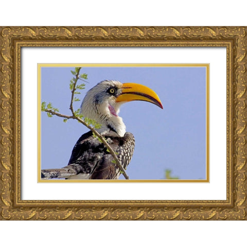 Kenya Profile of yellow-billed hornbill bird Gold Ornate Wood Framed Art Print with Double Matting by Williams, Joanne