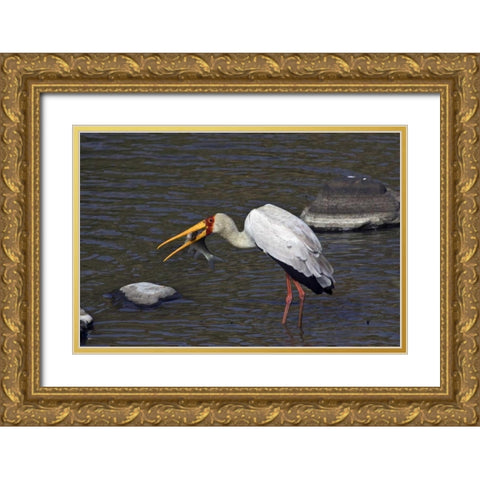 Kenya, Masai Mara Yellow-billed stork with prey Gold Ornate Wood Framed Art Print with Double Matting by Williams, Joanne