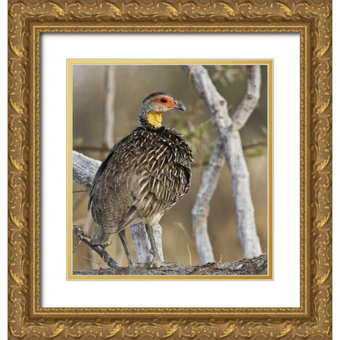 Kenya Yellow-necked spurfowl bird on tree trunk Gold Ornate Wood Framed Art Print with Double Matting by Williams, Joanne