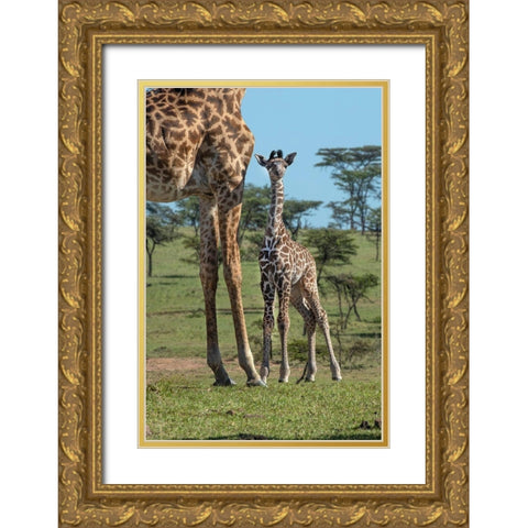 Kenya-Kenya-Masai Mara Conservancy Group of adult giraffes Mother and newborn giraffe close-up Gold Ornate Wood Framed Art Print with Double Matting by Jaynes Gallery