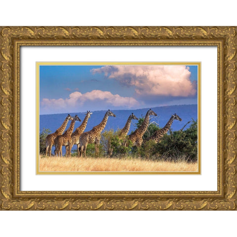 Kenya-Masai Mara Conservancy Group of adult giraffes Gold Ornate Wood Framed Art Print with Double Matting by Jaynes Gallery