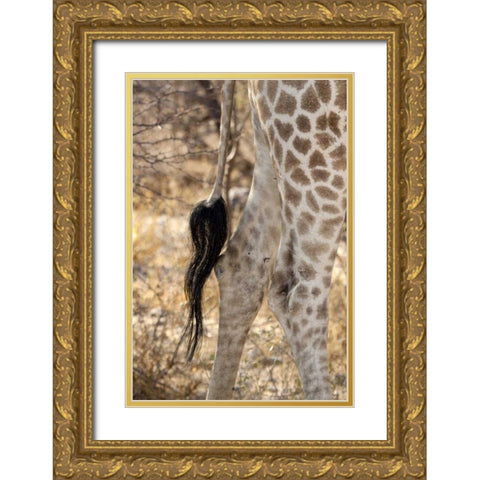 Giraffes tail and hind legs, Etosha NP, Namibia Gold Ornate Wood Framed Art Print with Double Matting by Kaveney, Wendy