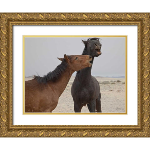 Namibia, Garub Feral horses playing Gold Ornate Wood Framed Art Print with Double Matting by Young, Bill