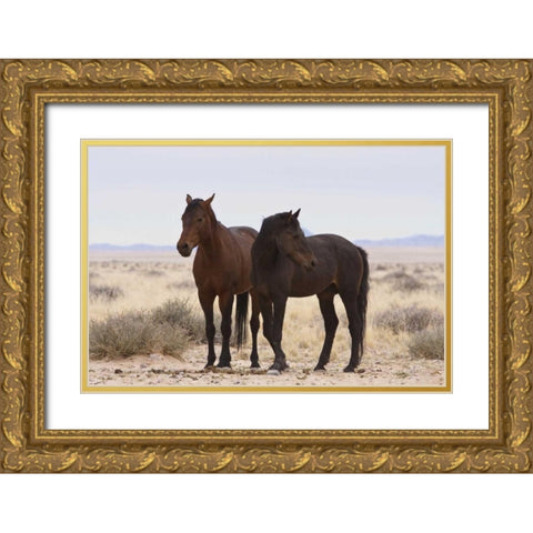 Namibia, Garub Two feral horses Gold Ornate Wood Framed Art Print with Double Matting by Young, Bill