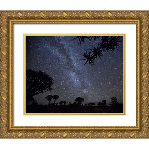 Namibia Milky Way and quiver trees at night Gold Ornate Wood Framed Art Print with Double Matting by Kaveney, Wendy