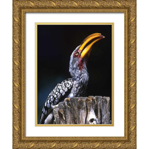 South Kruger NP Yellow-billed hornbill on tree Gold Ornate Wood Framed Art Print with Double Matting by Williams, Joanne