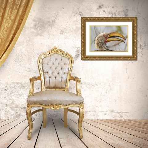 South Africa Yellow-billed hornbill bird Gold Ornate Wood Framed Art Print with Double Matting by Lord, Fred