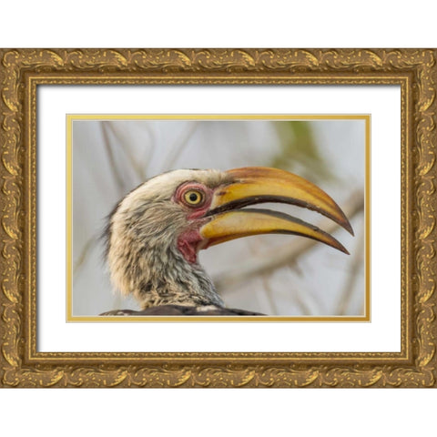 South Africa Yellow-billed hornbill bird Gold Ornate Wood Framed Art Print with Double Matting by Lord, Fred