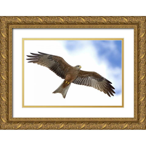 Tanzania Detail of yellow-billed kite in flight Gold Ornate Wood Framed Art Print with Double Matting by Morris, Arthur
