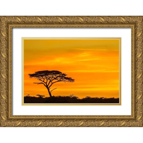 Africa-Tanzania-Serengeti National Park Acacia tree silhouette at sunset Gold Ornate Wood Framed Art Print with Double Matting by Jaynes Gallery