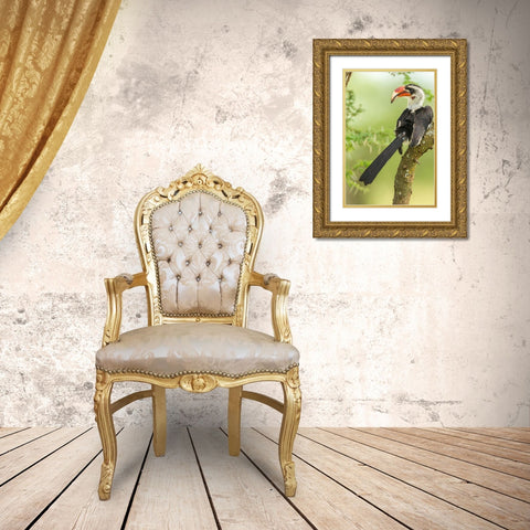 Africa-Tanzania-Tarangire National Park Von der Deckens hornbill bird close-up Gold Ornate Wood Framed Art Print with Double Matting by Jaynes Gallery