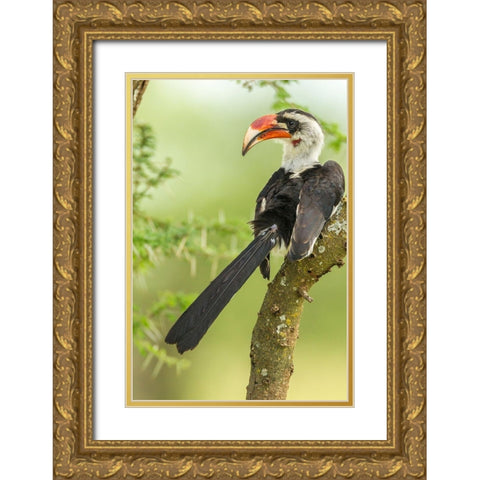 Africa-Tanzania-Tarangire National Park Von der Deckens hornbill bird close-up Gold Ornate Wood Framed Art Print with Double Matting by Jaynes Gallery