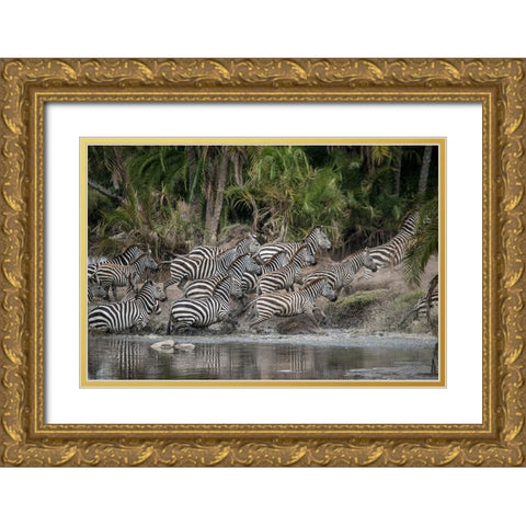 Africa-Tanzania Perhaps spooked by crocodiles-zebras stampede in the Serengeti Gold Ornate Wood Framed Art Print with Double Matting by Sederquist, Betty