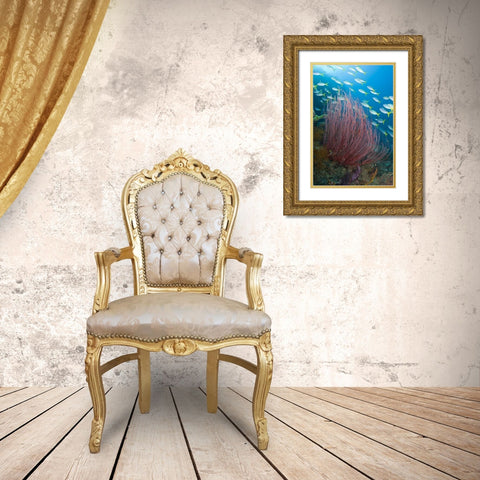 Indonesia Yellowtail fusilier and sea whip coral Gold Ornate Wood Framed Art Print with Double Matting by Shimlock, Jones